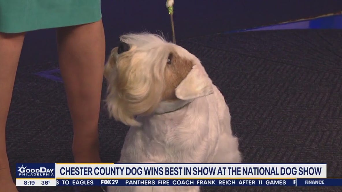 Chester County dog wins Best in Show at National Dog Show